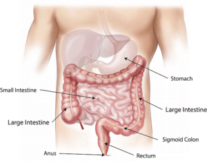 colon and rectal